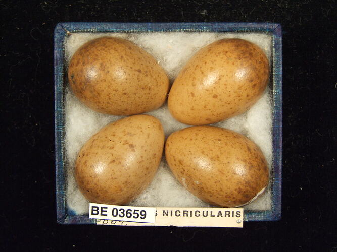 Four bird eggs in box with specimen labels.