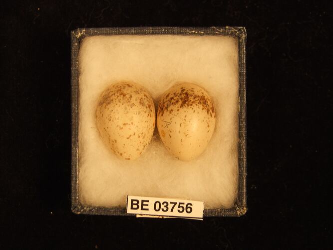 Two bird eggs in box with specimen labels.
