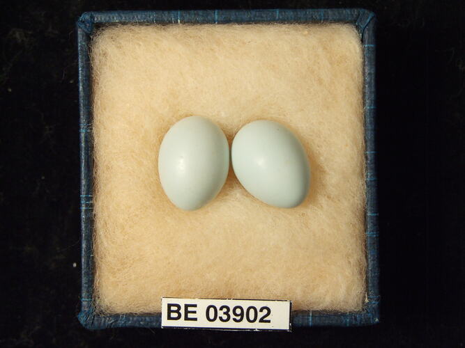 Two bird eggs in box with specimen label.