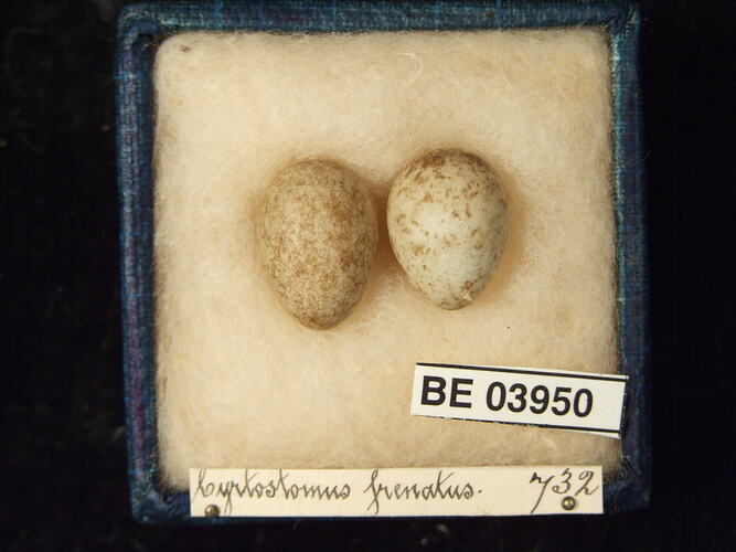 Two bird eggs in box with specimen labels.