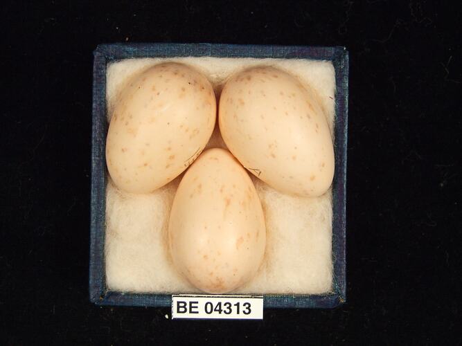 Three bird eggs in box with specimen labels.