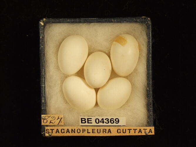 Five bird eggs in box with specimen labels.