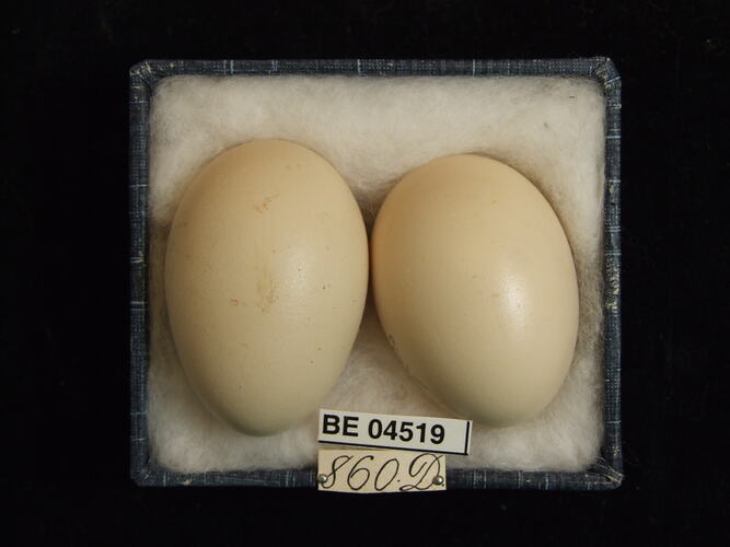Two bird eggs with specimen labels in box.