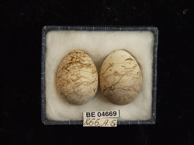 Two bird eggs with specimen labels in box.