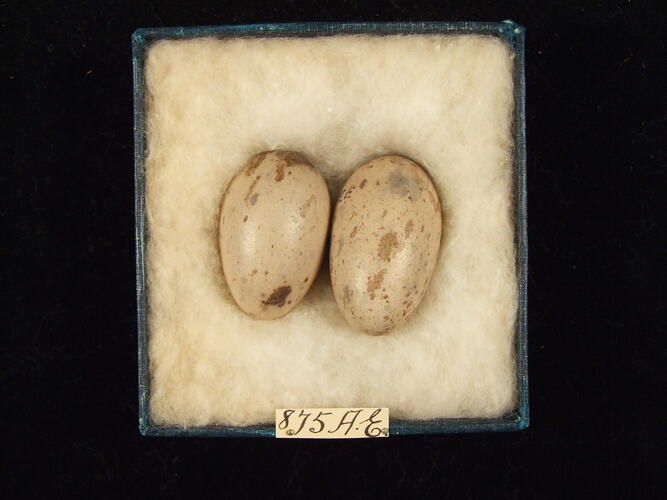 Two bird eggs with specimen label in box.