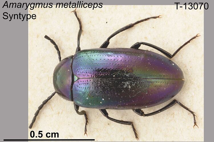 Beetle specimen, dorsal view.