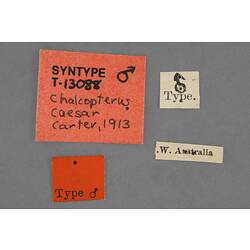 Entomology type specimen labels.