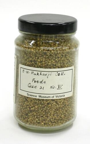Seeds - Pennisetum Typhoideum 'Pearl Millet'