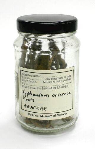 Plant material in glass jar with metal lid and paper label.