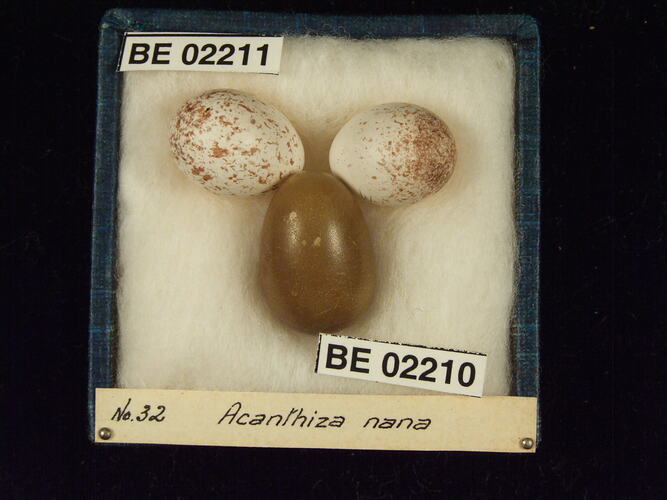 Three bird eggs with specimen labels in box.