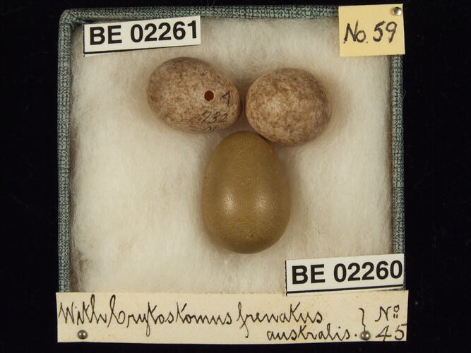 Three bird eggs with specimen labels in box.