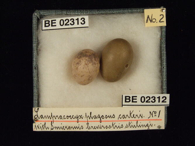 Two bird eggs with specimen labels in box.