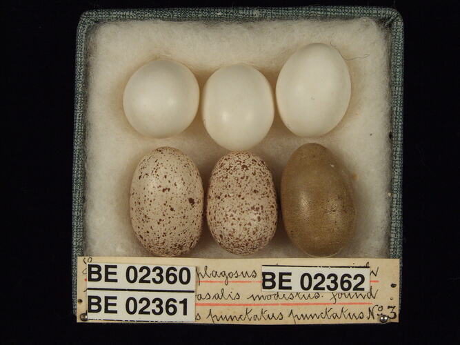 Six bird eggs with specimen labels in box.