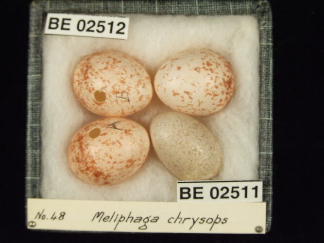 Four bird eggs with specimen labels in box.