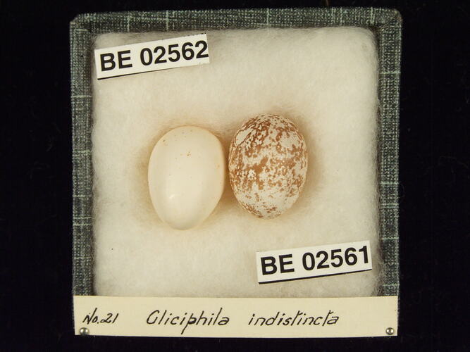 Two bird eggs with specimen labels in box.