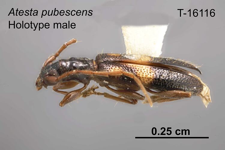 Beetle specimen, male, lateral view.