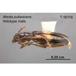 Beetle specimen, male, lateral view.