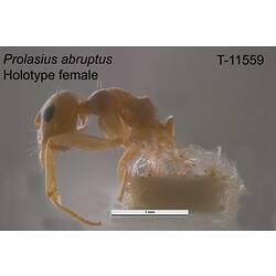 Ant specimen, female, lateral view.