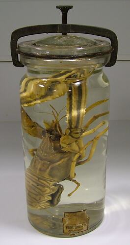 Scampi specimen in glass jar of ethanol.