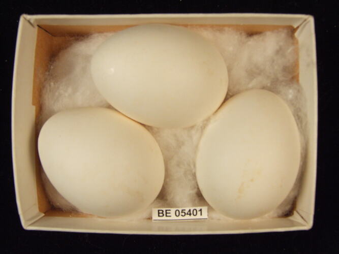 Three bird eggs with specimen label in box.
