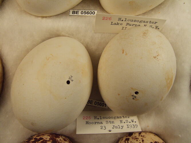 Two bird eggs with specimen labels.