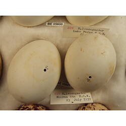 <em>Icthyophaga leucogaster</em>