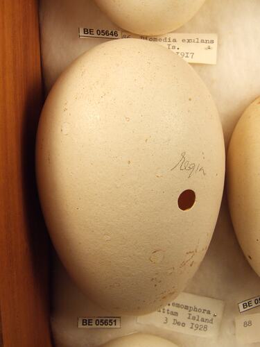 Close up of  bird egg in box.