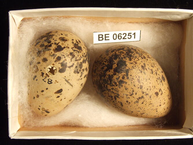 Two bird eggs with specimen label in box.