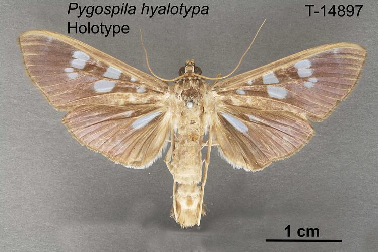 Moth specimen, dorsal view.