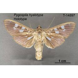 Moth specimen, dorsal view.