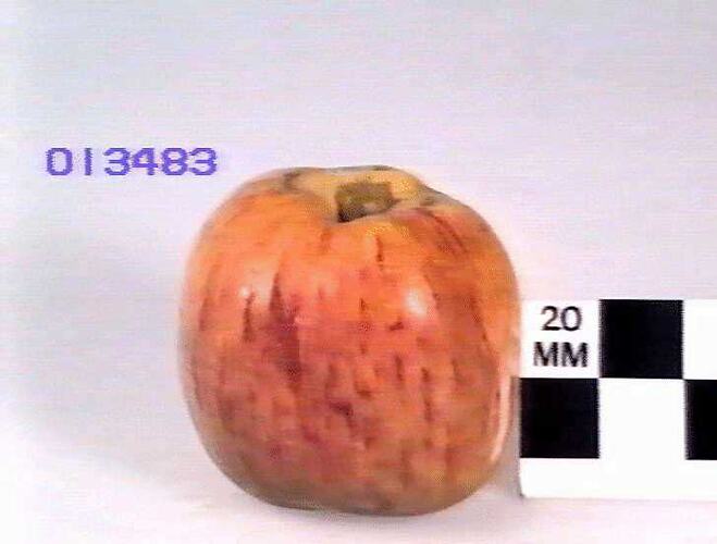 Apple Model, RoyaApple Model - Royal Pearmain, Hazelglen, Victoria, 1875l Pearmain