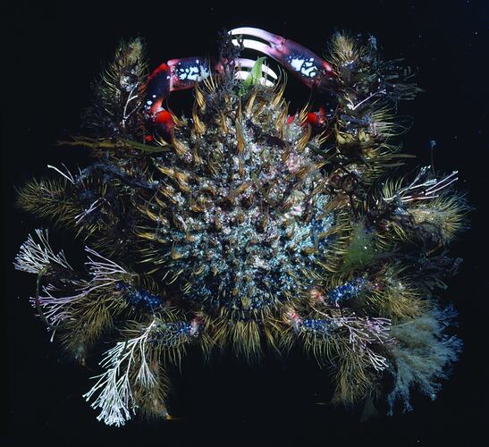 Dorsal view of crab specimen with attached seaweed.