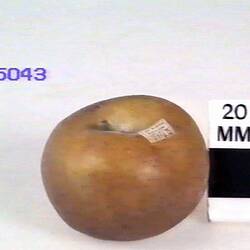 Apple Model - White Nonpareil, Burnley, 1874
