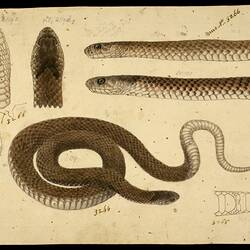 Lowland Copperhead Snake, Austrelaps superbus. Drawing.