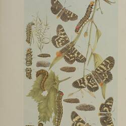 Vine Moths - Phalaenoides tristifica, Comocrus behri and Phalaenoides glycinae