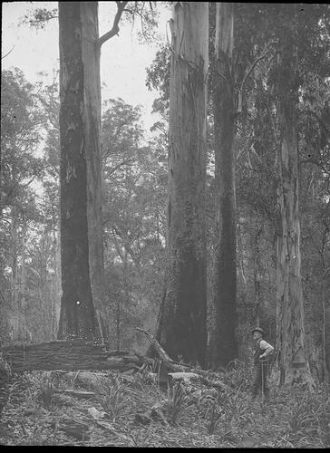Lantern Slide - A.J. Campbell, Upper Yarra, Victoria, Date Unknown. [BA 1821]