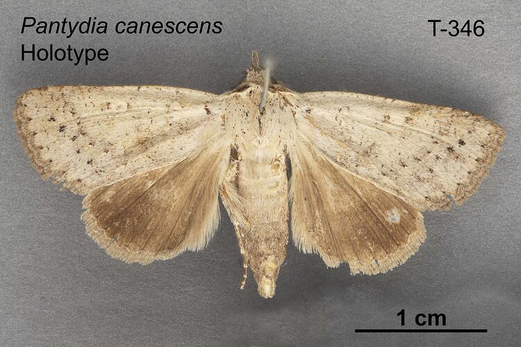 Moth specimen, dorsal view.