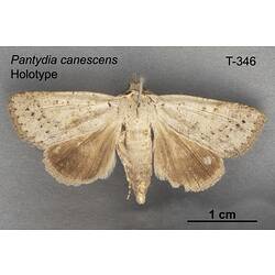 Moth specimen, dorsal view.