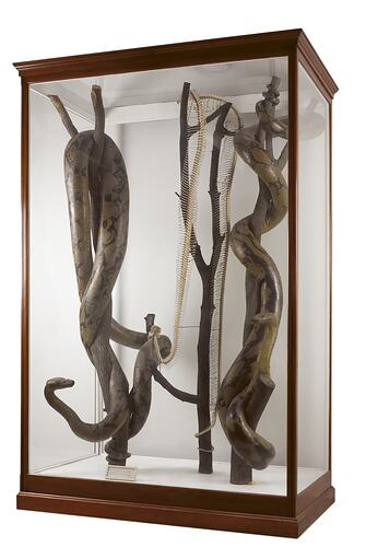 Two mounted pythons specimens and skeleton in a display case.