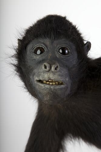 Detail of face of Black Spider Monkey specimen.
