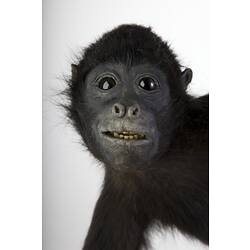 Detail of face of Black Spider Monkey specimen.