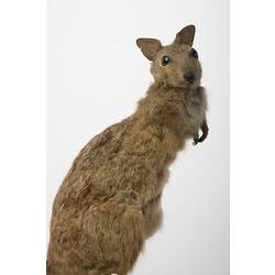 Side view of mounted wallaby specimen.
