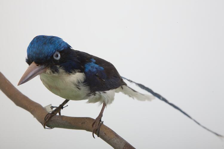 <em>Tanysiptera galatea</em>, Common Paradise-Kingfisher. [B 32985]