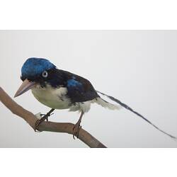 <em>Tanysiptera galatea</em>, Common Paradise-Kingfisher. [B 32985]