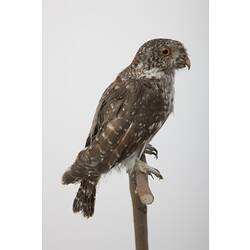 <em>Glaucidium gnoma</em>, Mountain Pygmy-Owl, mount.  Registration no. B 21612.