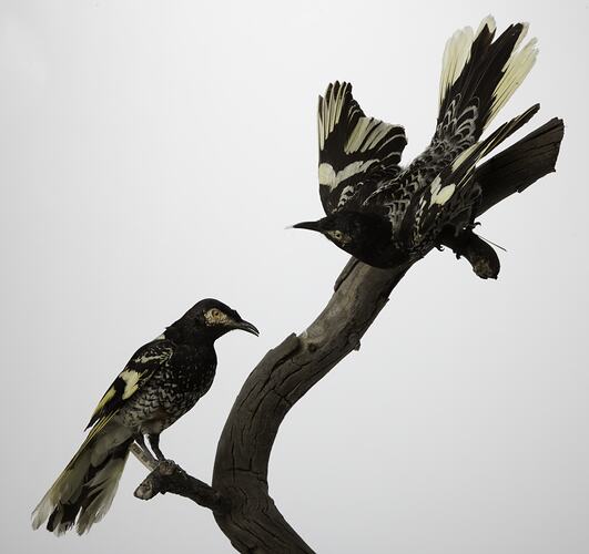Two black and white bird specimens on branch.