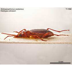 Beetle specimen, lateral view.