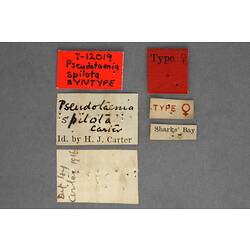 Handwritten specimen labels.