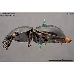 Beetle specimen, lateral view.