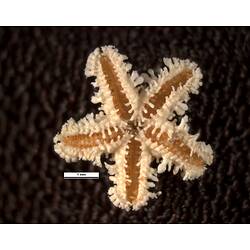 Underside view of small spiny seastar with scale bar,